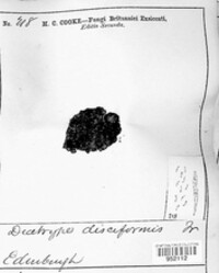 Diatrype disciformis image